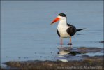 Zoboun africký (Rynchops flavirostris)