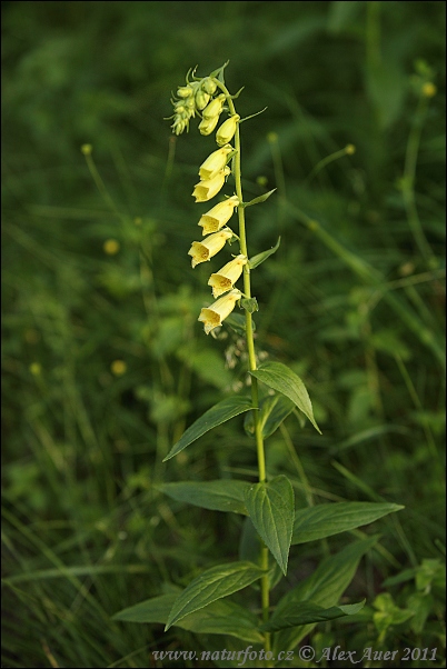 Náprstník veľkokvetý (Digitalis grandiflora)