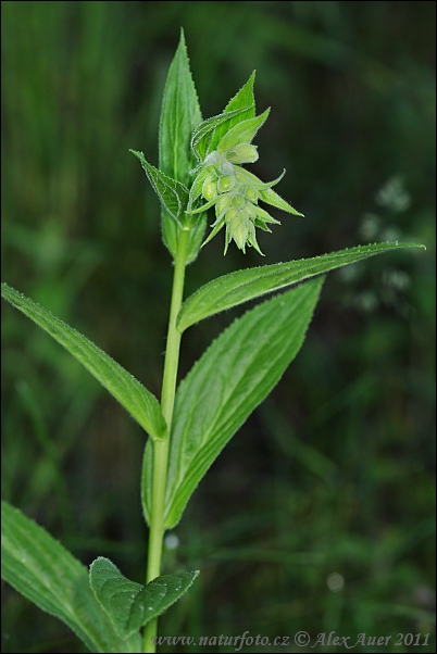 Náprstník veľkokvetý (Digitalis grandiflora)