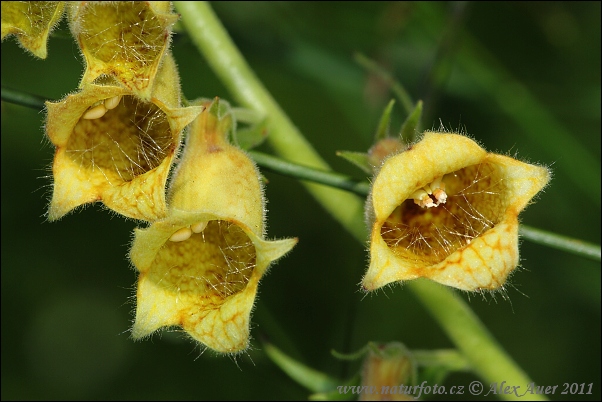 Náprstník veľkokvetý (Digitalis grandiflora)