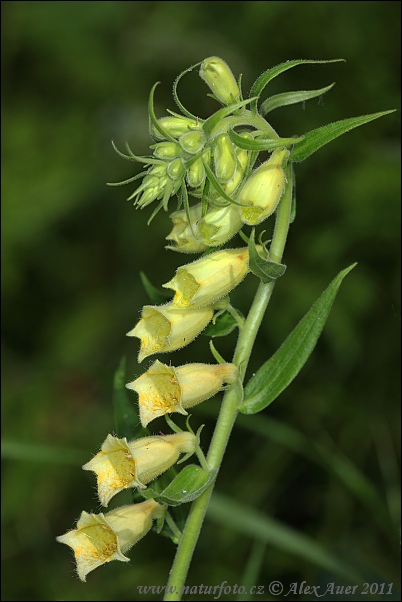 Náprstník veľkokvetý (Digitalis grandiflora)