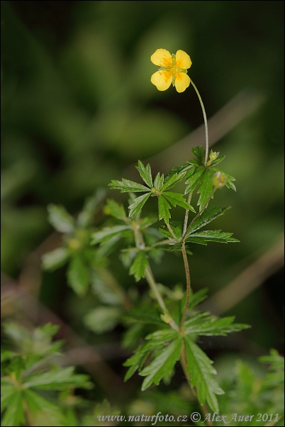 Nátržník vzpriamený (Potentilla erecta)