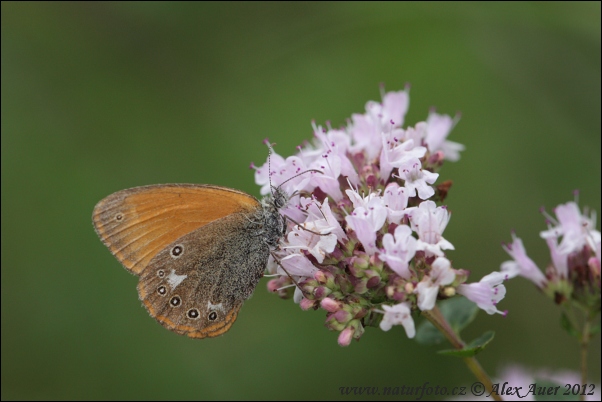 Očkáň traslicový (Coenonympha glycerion)