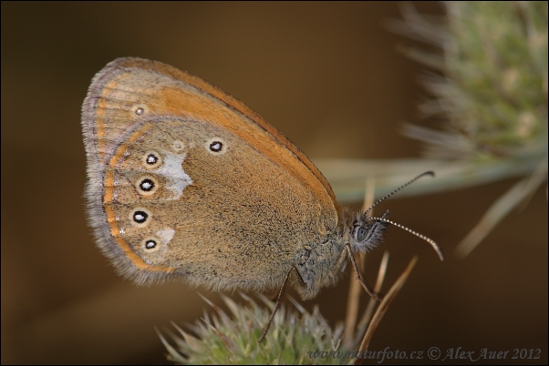 Očkáň traslicový (Coenonympha glycerion)