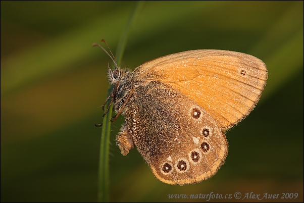 Očkáň traslicový (Coenonympha glycerion)