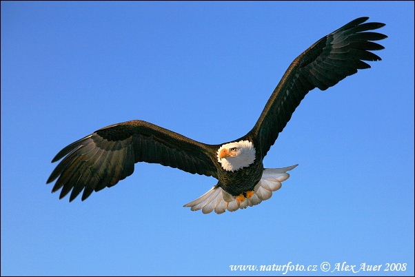 https://www.naturfoto.cz/fotografie/auer/orel-belohlavy-IMG_3102mw.jpg