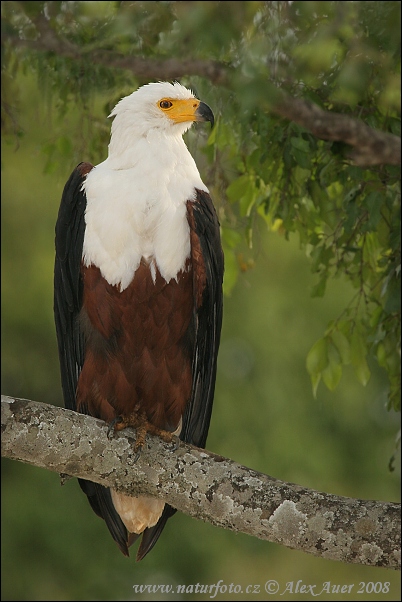 Orliak jasnohlasý (Haliaeetus vocifer)