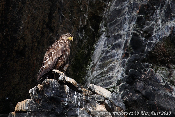 Orliak morský (Haliaeetus albicilla)