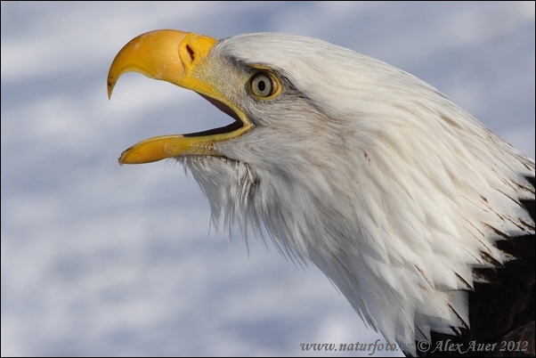 Orol bielohlavý (Haliaeetus leucocephalus)