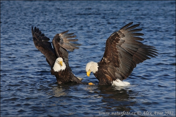 Orol bielohlavý (Haliaeetus leucocephalus)