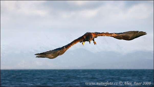 Orol bielohlavý (Haliaeetus leucocephalus)