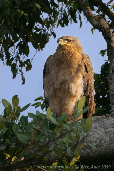 Orol stepný (Aquila rapax)