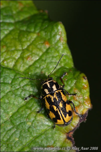 Pachybrachis tessellatus (Pachybrachis tessellatus)