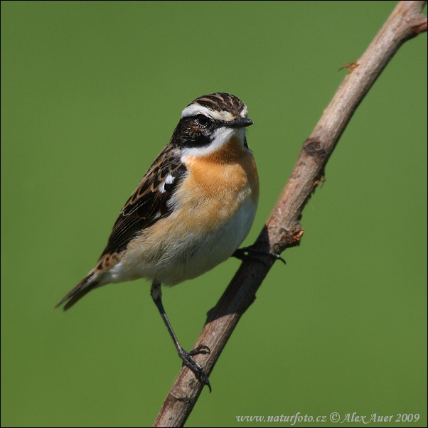 Pŕhľaviar červenkastý (Saxicola rubetra)