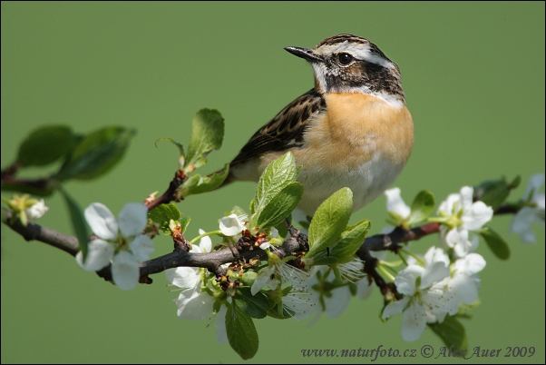 Pŕhľaviar červenkastý (Saxicola rubetra)