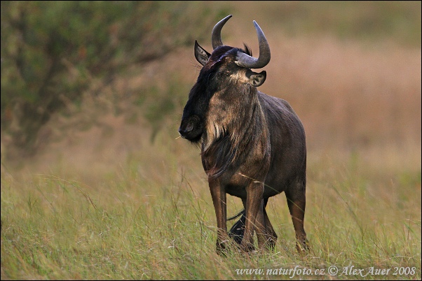 Pakôň modrý (Connochaetes taurinus)