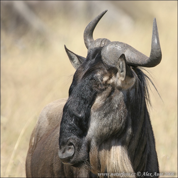 Pakôň modrý (Connochaetes taurinus)