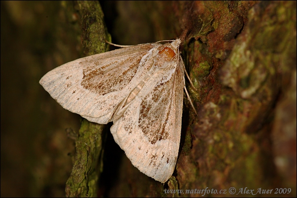 Pamora čučoriedková (Hypena crassalis)