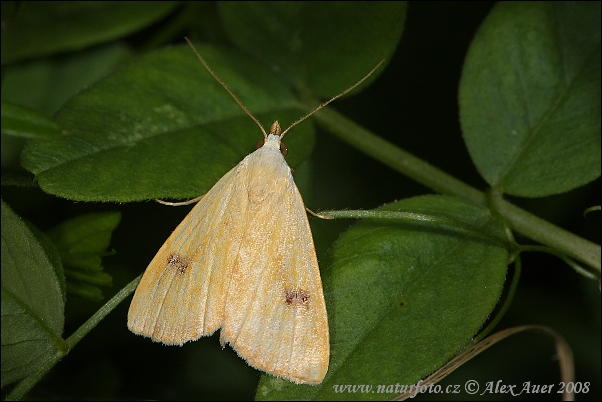 Pamora trávová (Rivula sericealis)