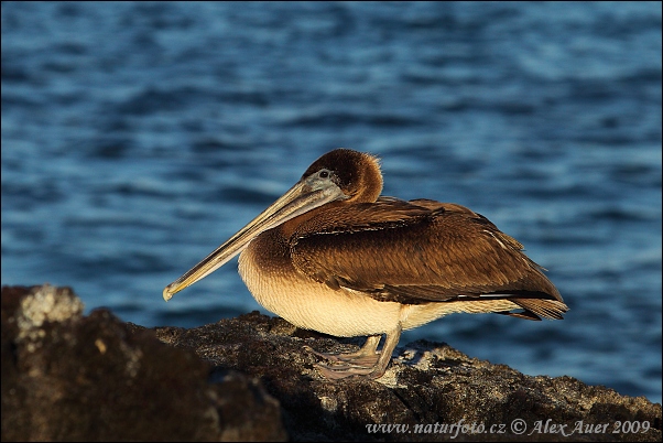 Pelikán hnedý (Pelecanus occidentalis)