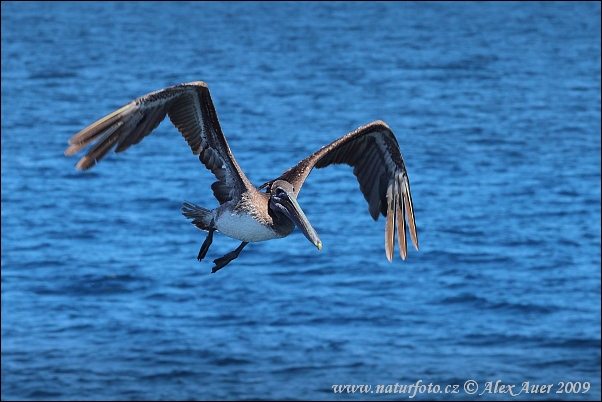 Pelikán hnedý (Pelecanus occidentalis urinator)