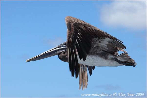 Pelikán hnedý (Pelecanus occidentalis urinator)