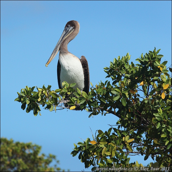 Pelikán hnedý (Pelecanus occidentalis urinator)