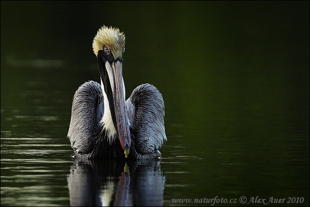 Pelikán hnedý (Pelecanus occidentalis)