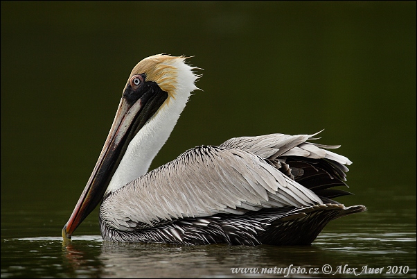 Pelikán hnedý (Pelecanus occidentalis)