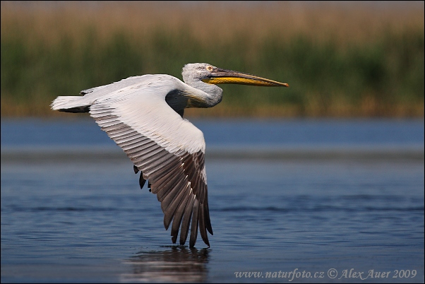 Pelikán kučeravý (Pelecanus crispus)