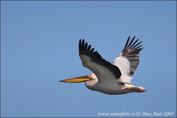 Pelikán ružový (Pelecanus onocrotalus)