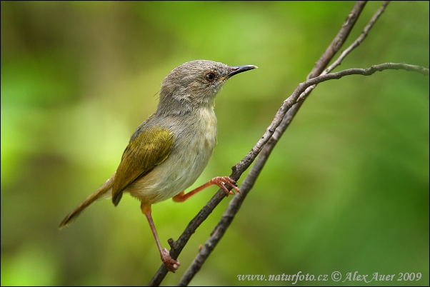 Penica krátkochvostá (Camaroptera brachyura)