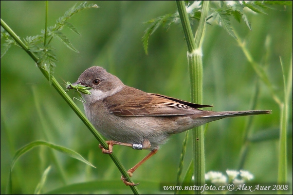 Penica obyčajná (Sylvia communis)