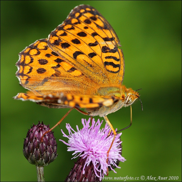 Perlovec fialkový (Argynnis adippe)