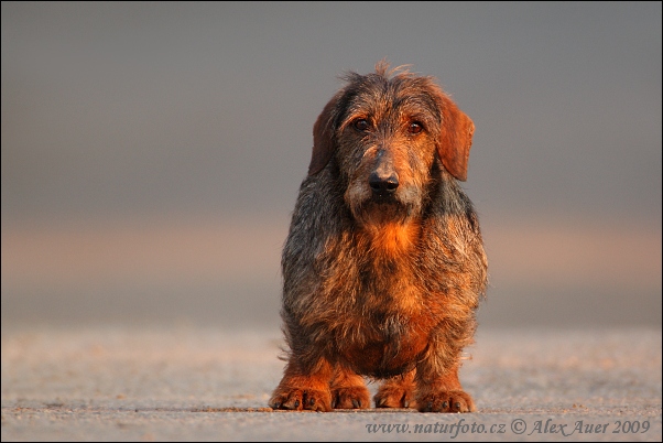 Pes domáci (Canis lupus familiaris)