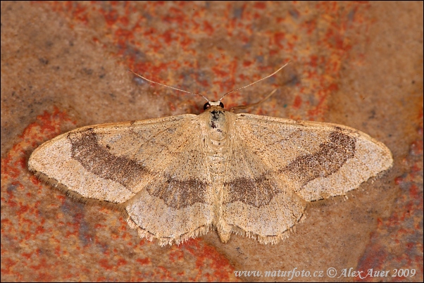 Piadica kručinková (Idaea aversata)