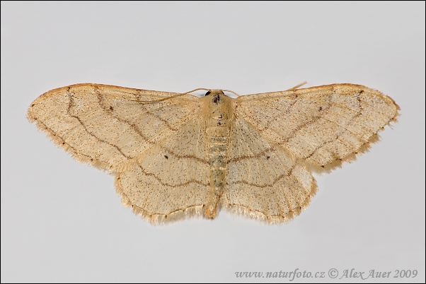 Piadica kručinková (Idaea aversata)