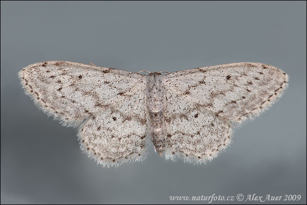 Piadica kručinková (Idaea aversata)