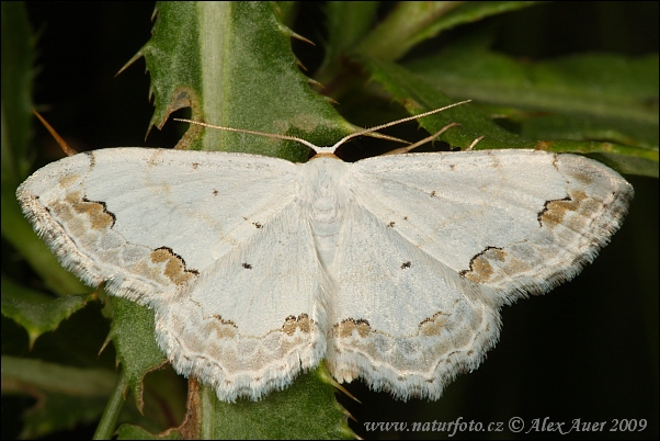 Piadica okrášlená (Scopula ornata)