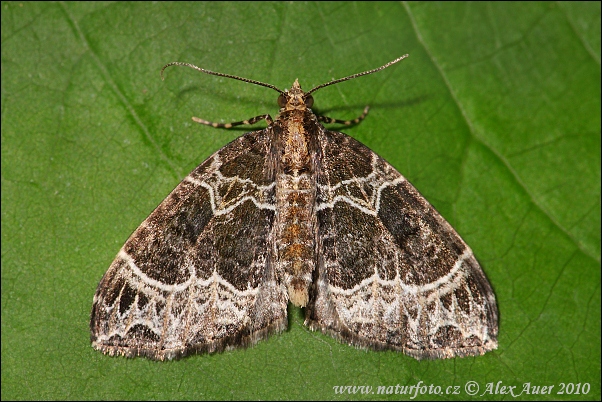 Piadivka hnedohlavá (Ecliptopera silaceata)