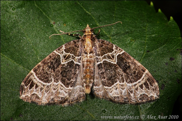 Piadivka hnedohlavá (Ecliptopera silaceata)