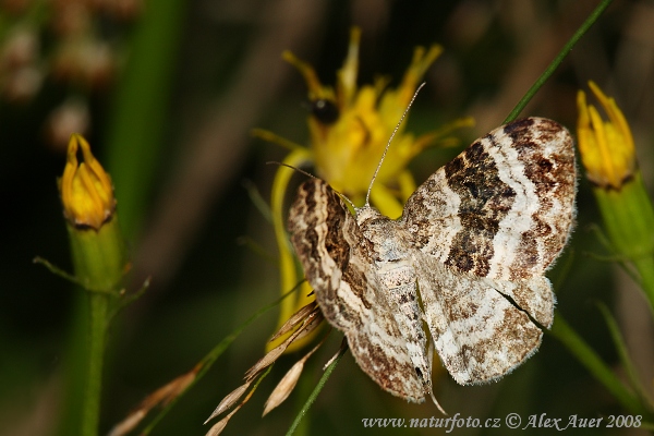 Piadivka jednozúbková (Euphyia unangulata)