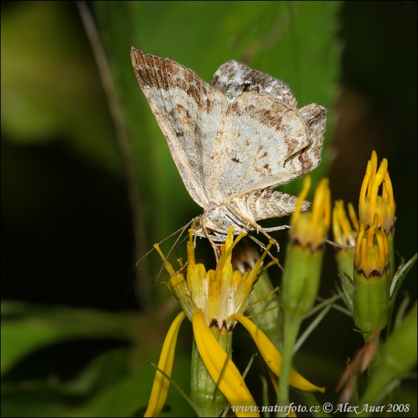 Piadivka jednozúbková (Euphyia unangulata)