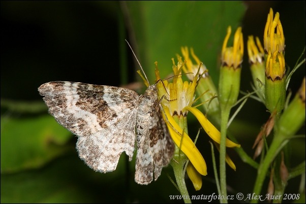 Piadivka jednozúbková (Euphyia unangulata)