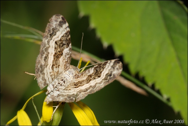 Piadivka jednozúbková (Euphyia unangulata)