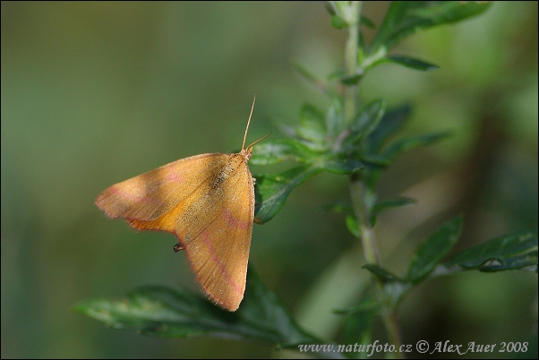 Piadivka menšia (Lythria cruentaria)