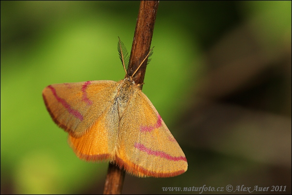 Piadivka menšia (Lythria cruentaria)