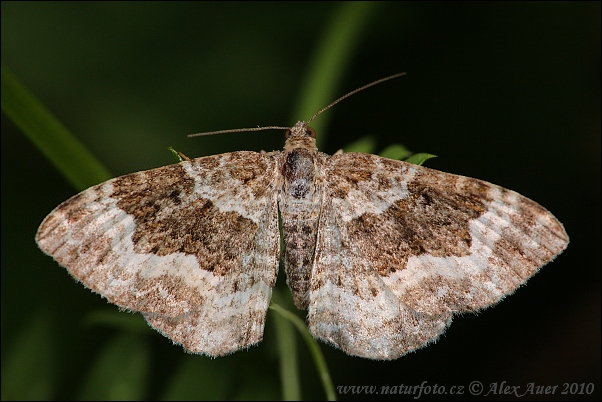 Piadivka obyčajná (Epirrhoe alternata)