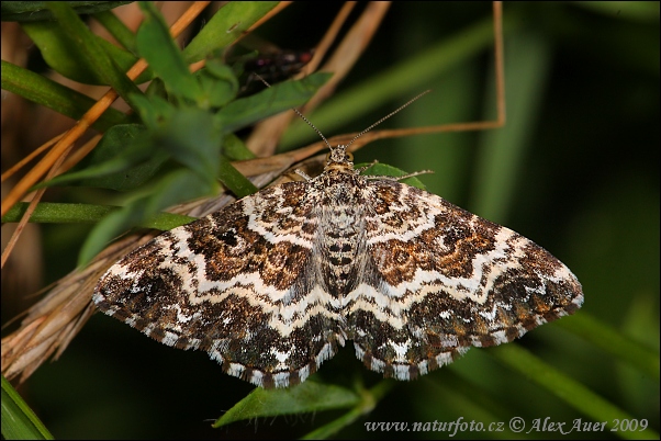 Piadivka smútočná (Epirrhoe tristata)