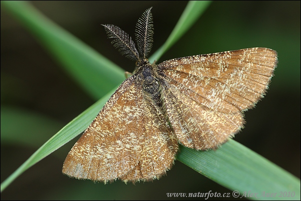 Piadivka vresová (Ematurga atomaria - male)